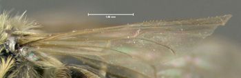 Media type: image;   Entomology 609557 Aspect: hind wing